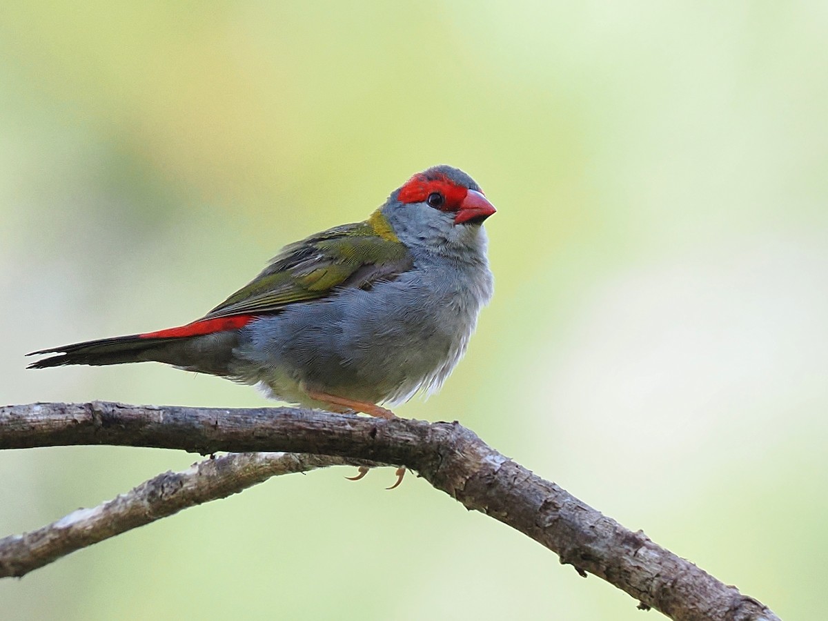 Red-browed Firetail - Len and Chris Ezzy
