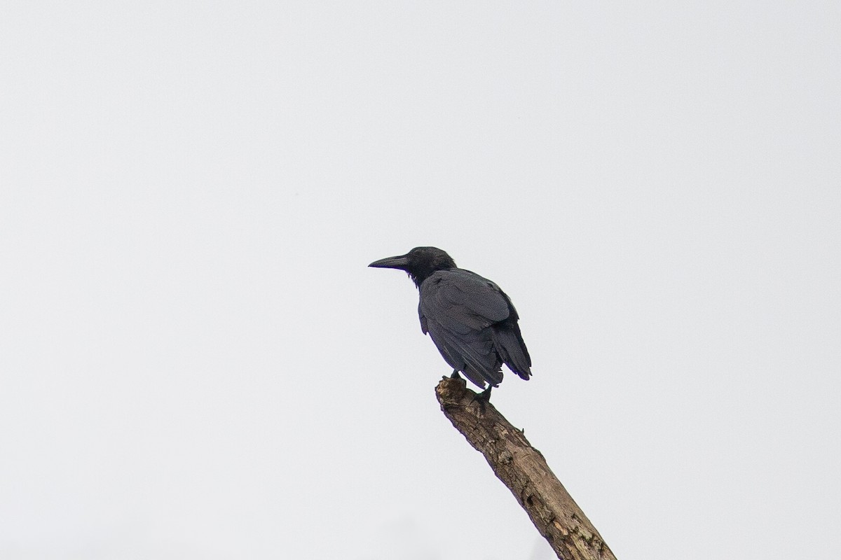 Slender-billed Crow (Sunda) - Morten Lisse
