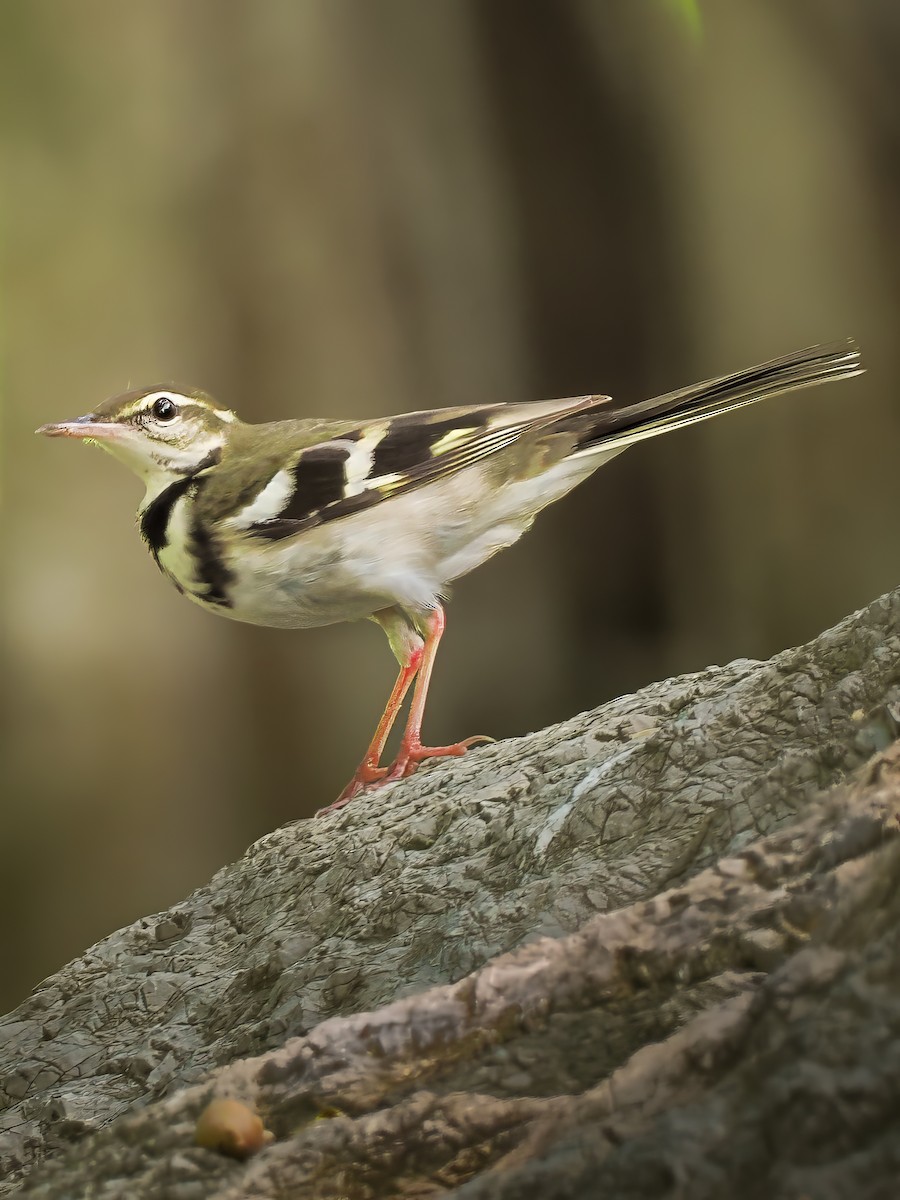Forest Wagtail - ML617959579
