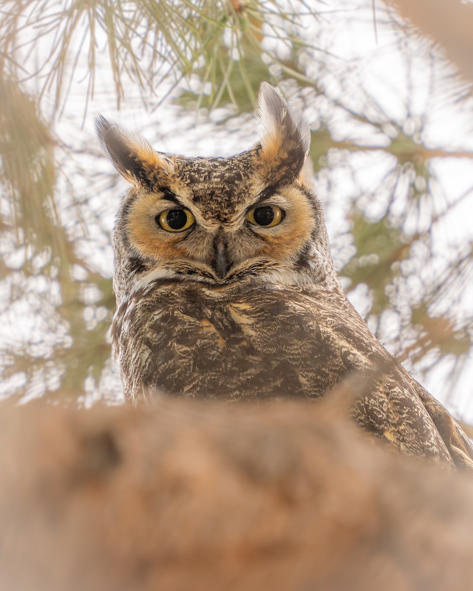 Great Horned Owl - ML617959625