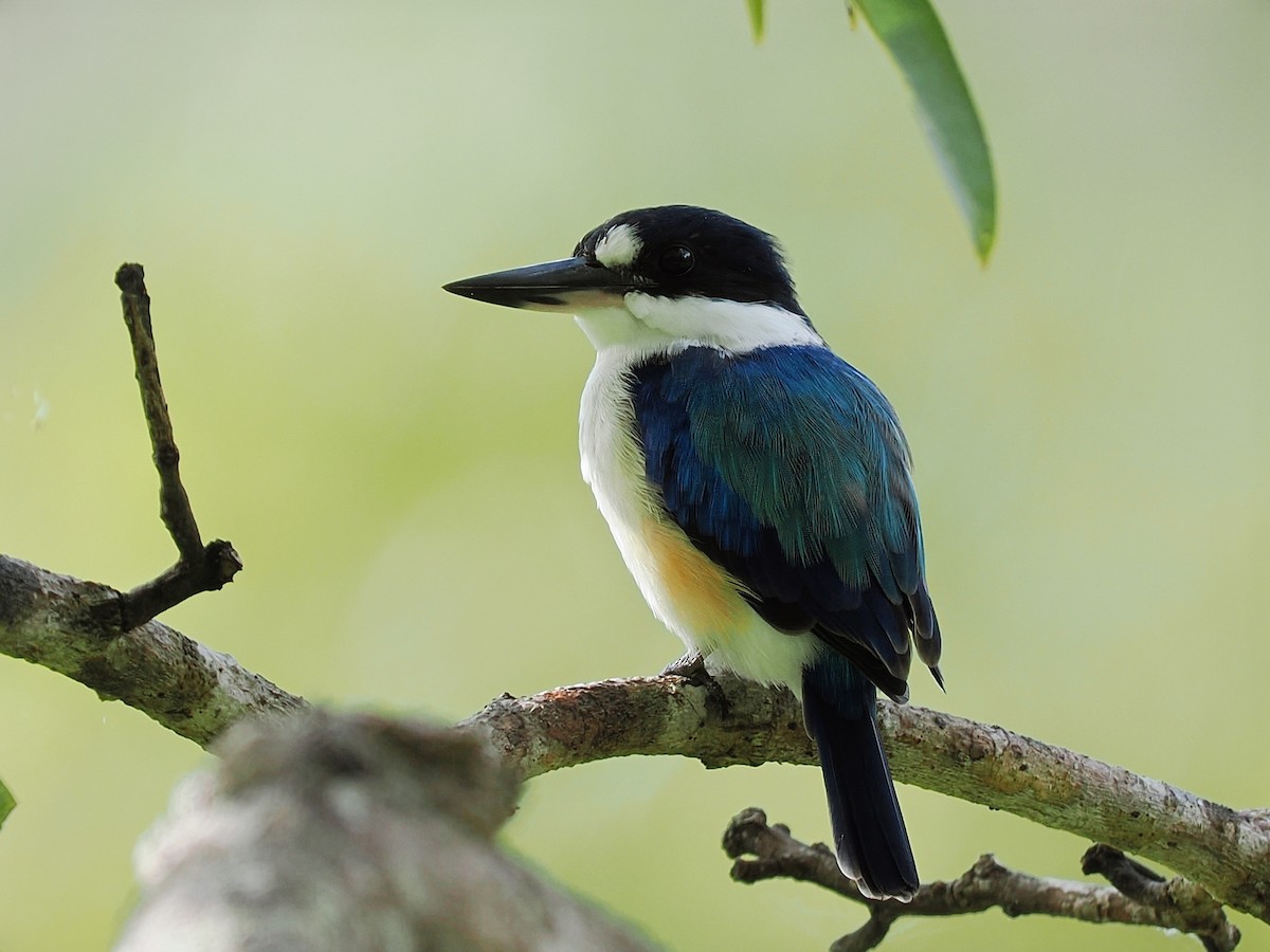 Forest Kingfisher - ML617959626