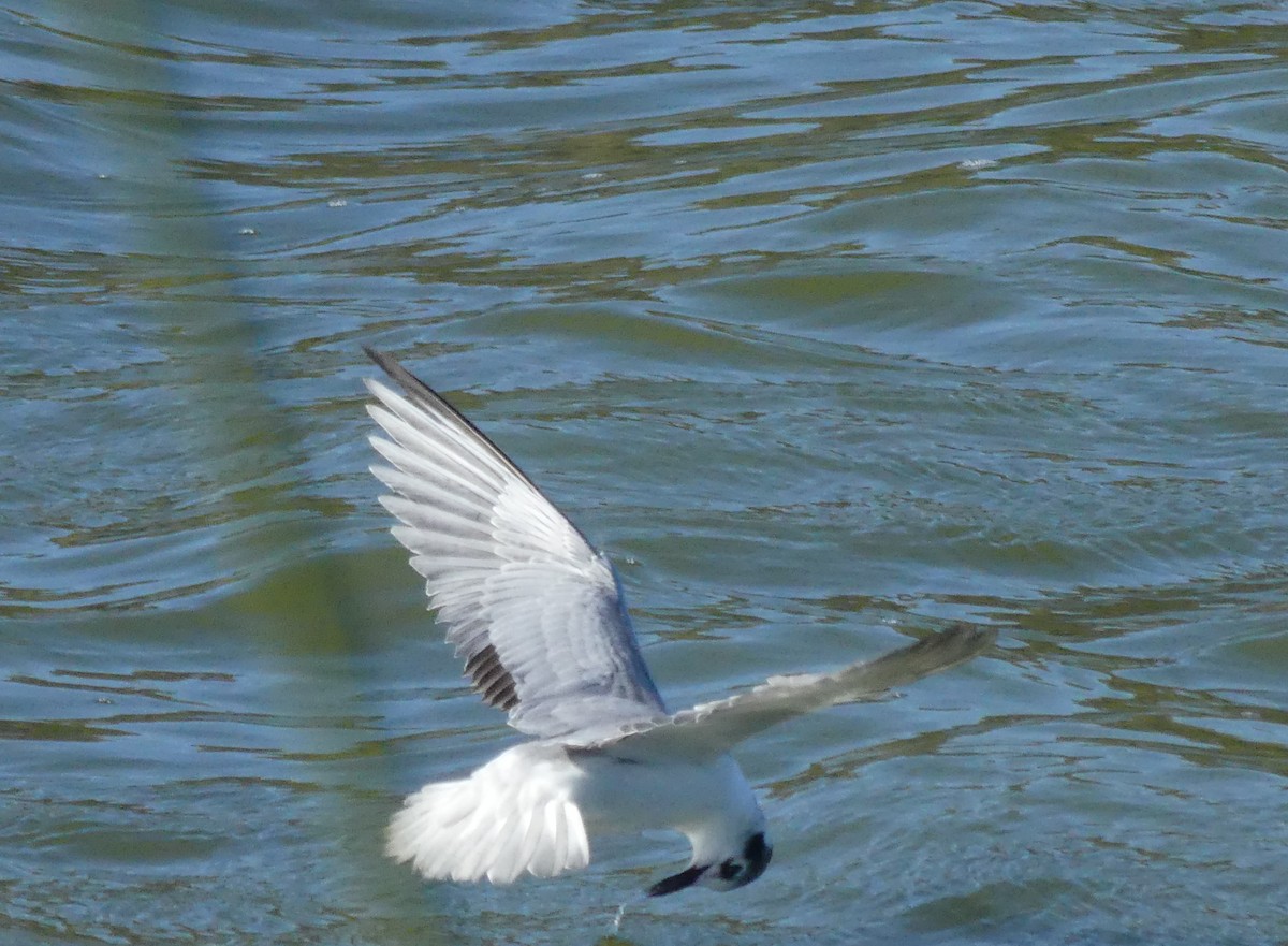 White-winged Tern - ML617959628