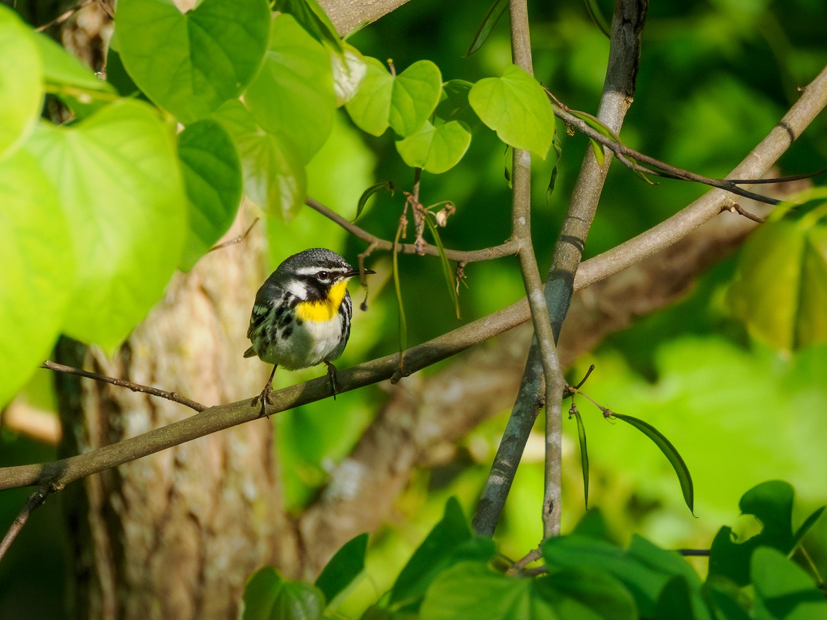 Yellow-throated Warbler - ML617959634