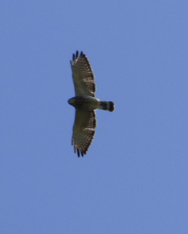 Broad-winged Hawk - ML617959636