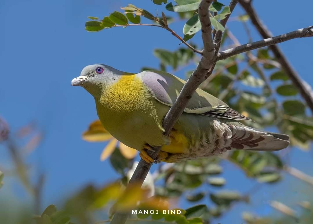 Yellow-footed Green-Pigeon - ML617959638