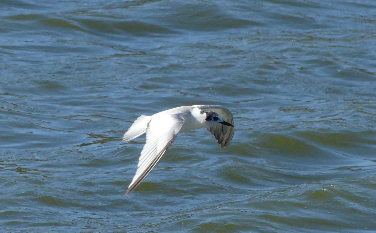 White-winged Tern - ML617959649