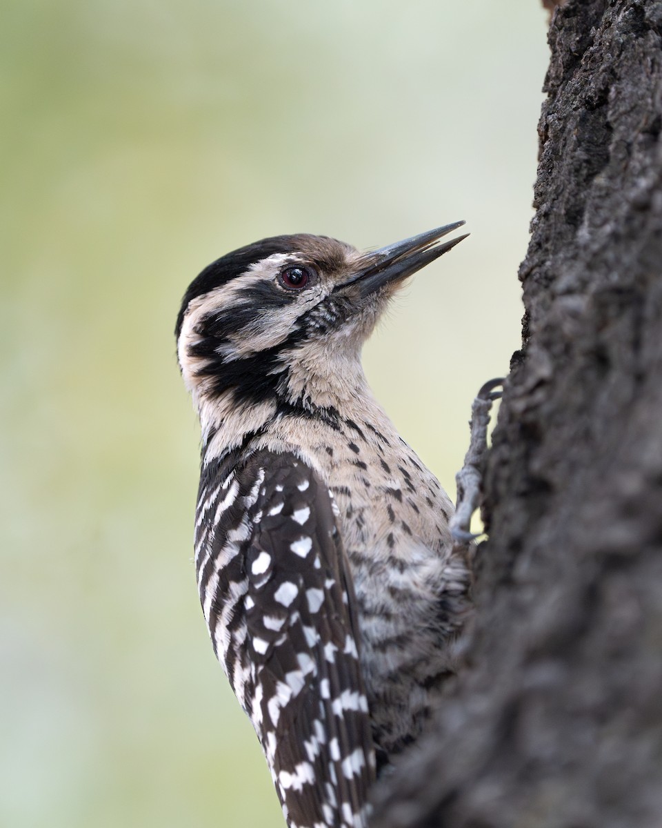Ladder-backed Woodpecker - Joshua Hogan