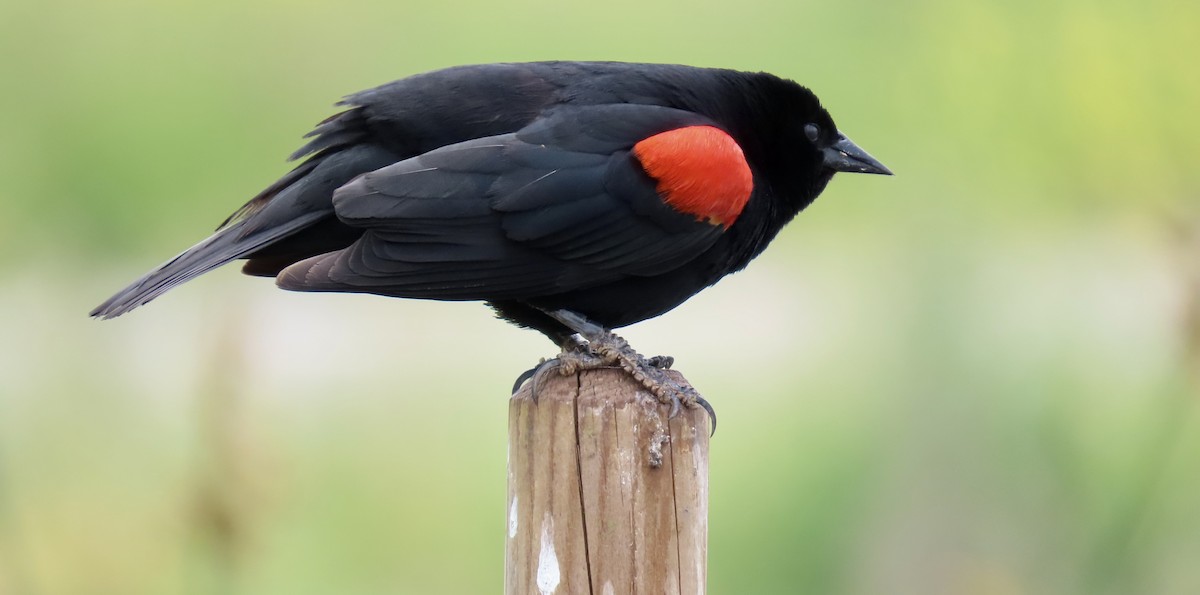 Red-winged Blackbird - ML617959688