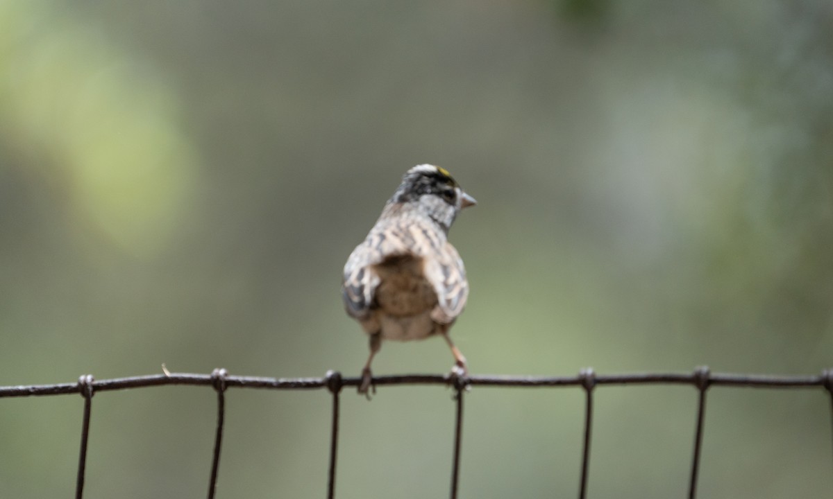 Golden-crowned Sparrow - ML617959689