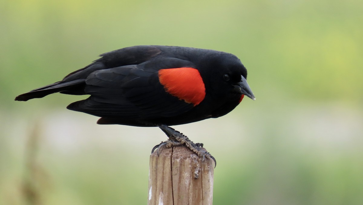 Red-winged Blackbird - Petra Clayton