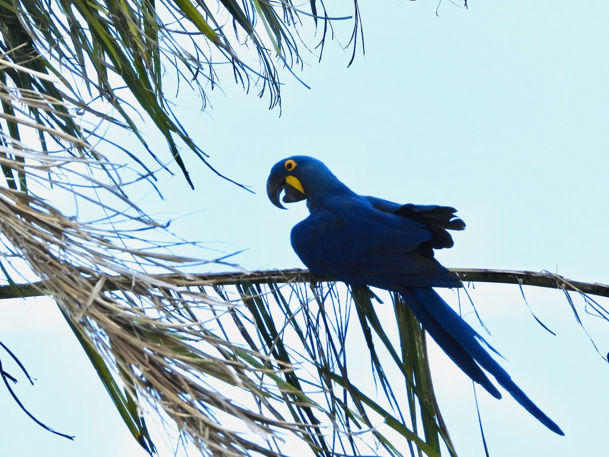 Hyacinth Macaw - AC Verbeek