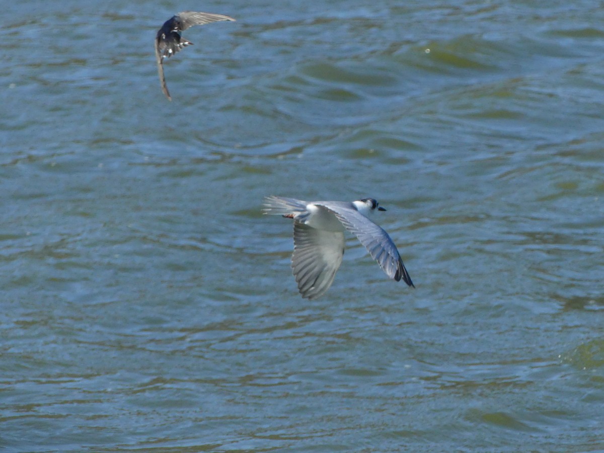 White-winged Tern - Peter and Charmaine Field