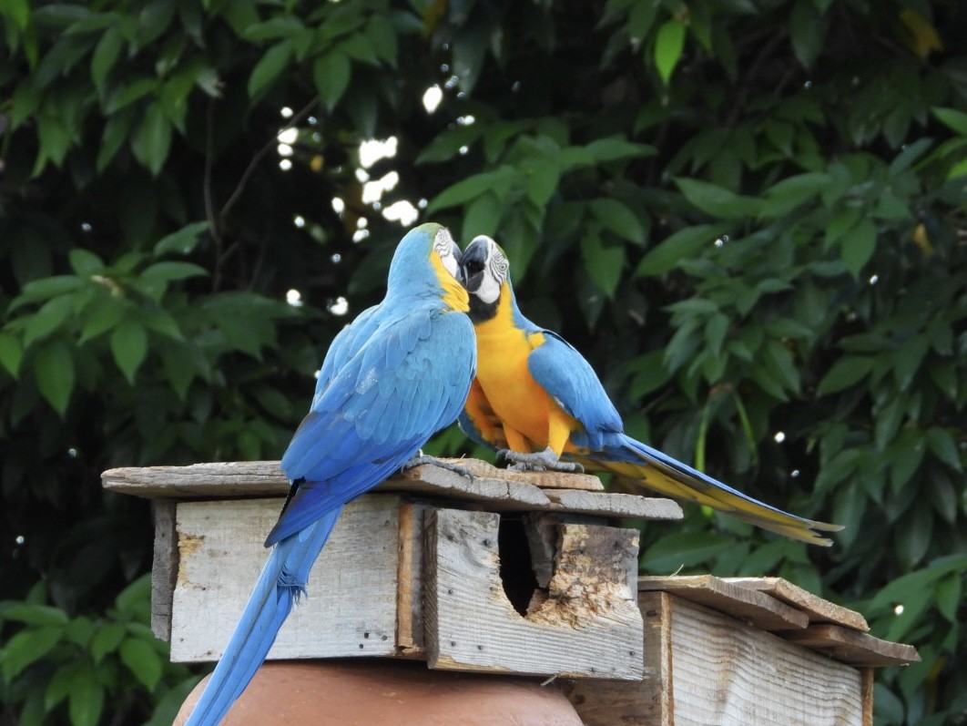 Blue-and-yellow Macaw - AC Verbeek