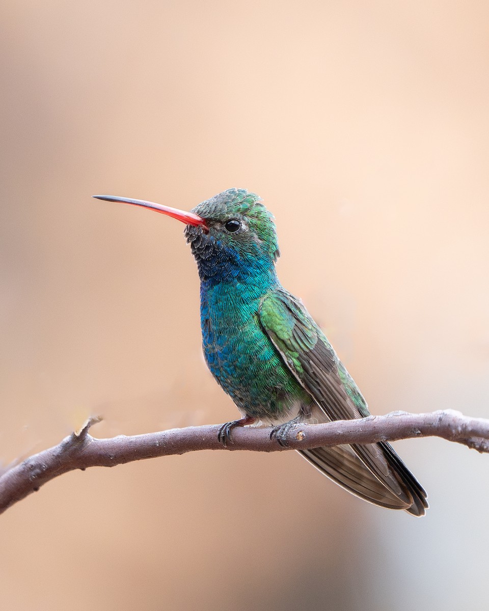 Broad-billed Hummingbird - ML617959733