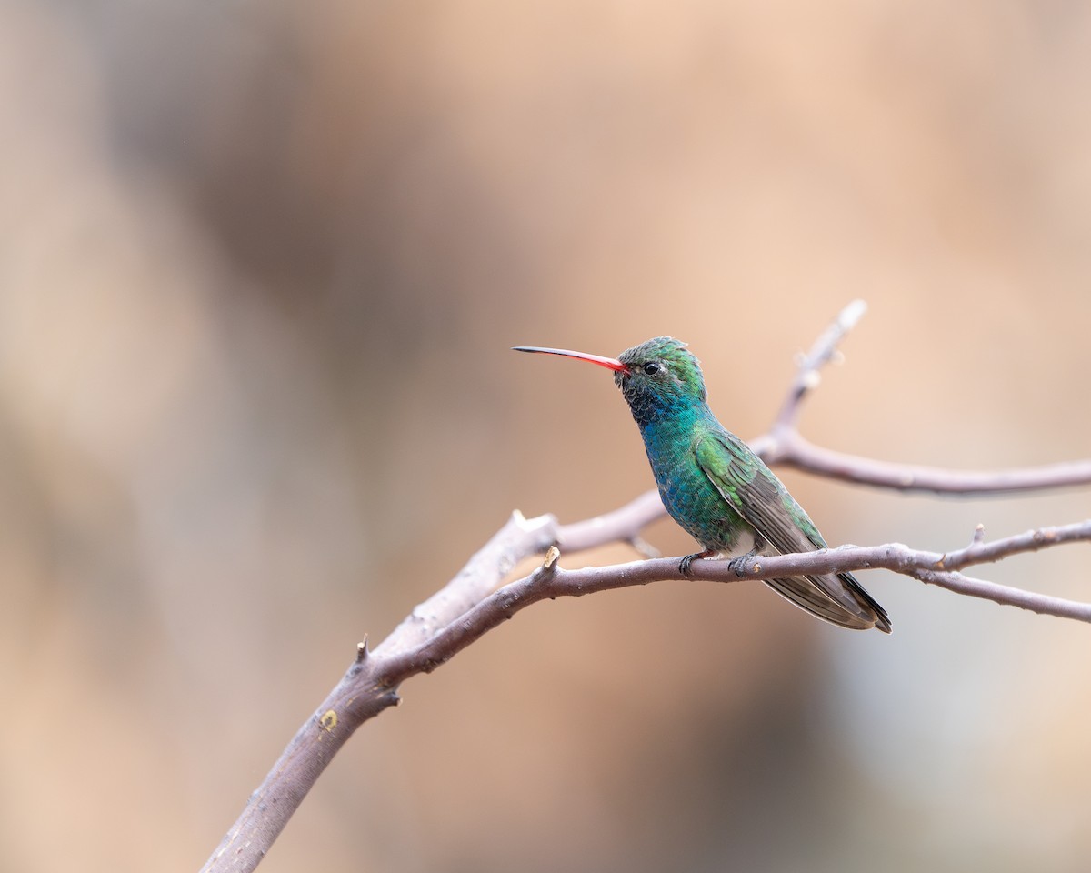 Broad-billed Hummingbird - ML617959734