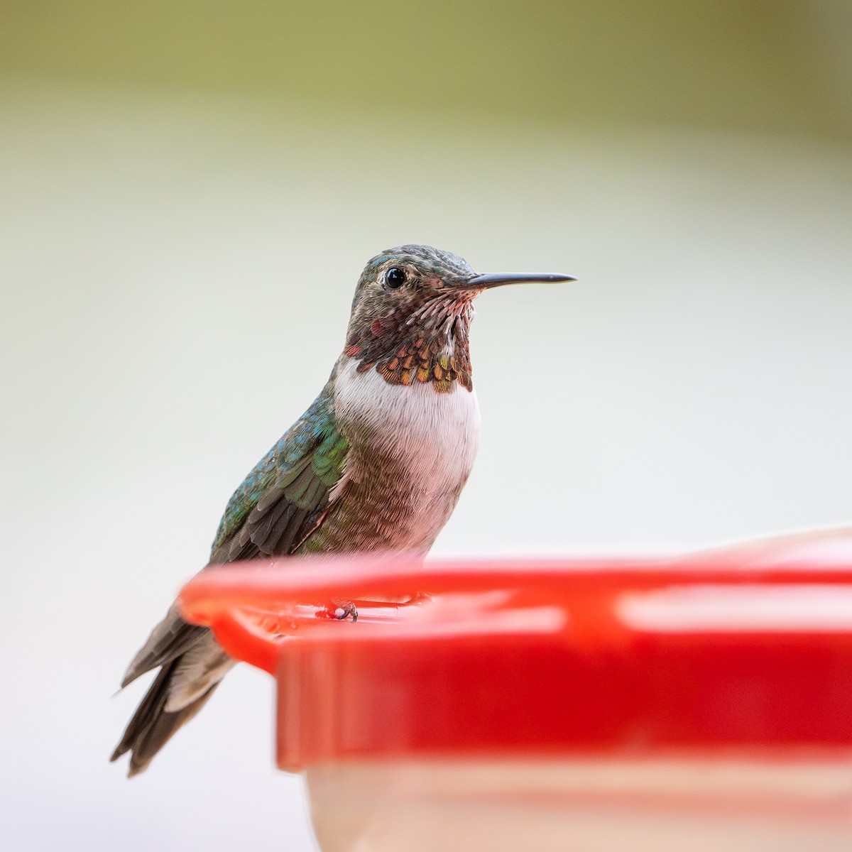 Broad-tailed Hummingbird - Joshua Hogan