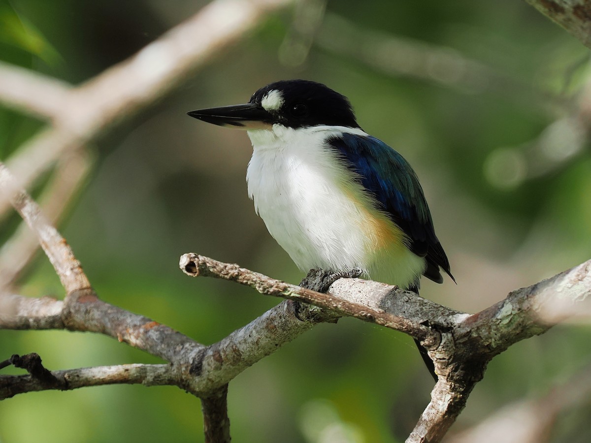 Forest Kingfisher - ML617959749