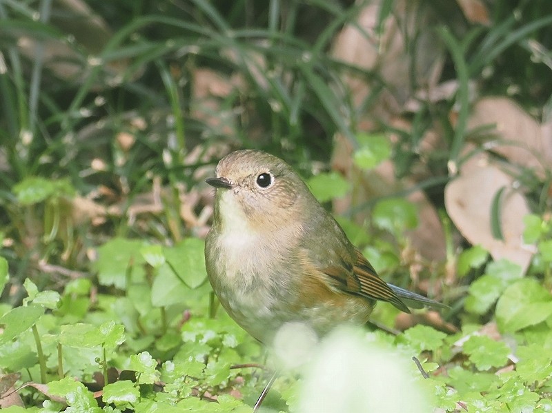 Red-flanked Bluetail - ML617959756