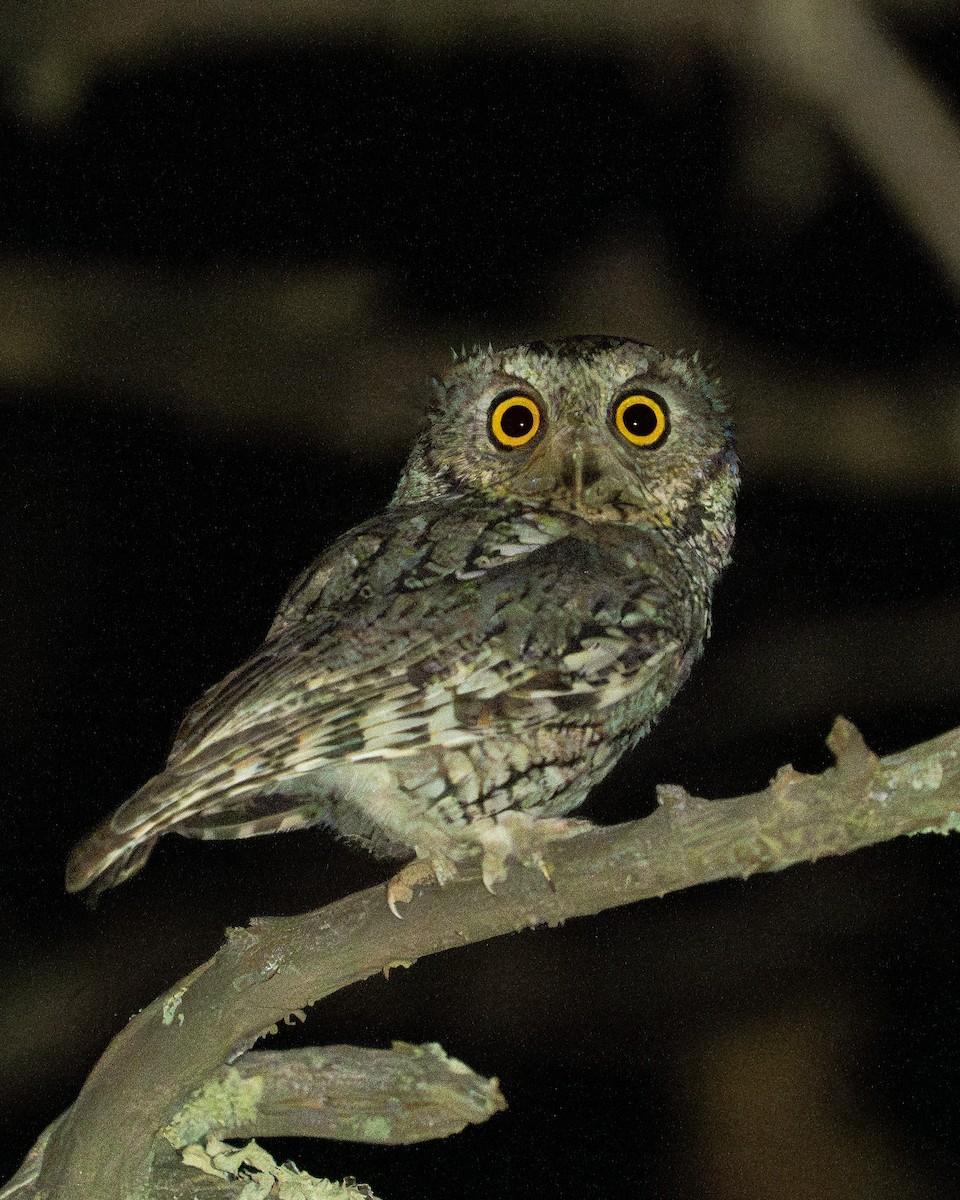 Whiskered Screech-Owl - ML617959760