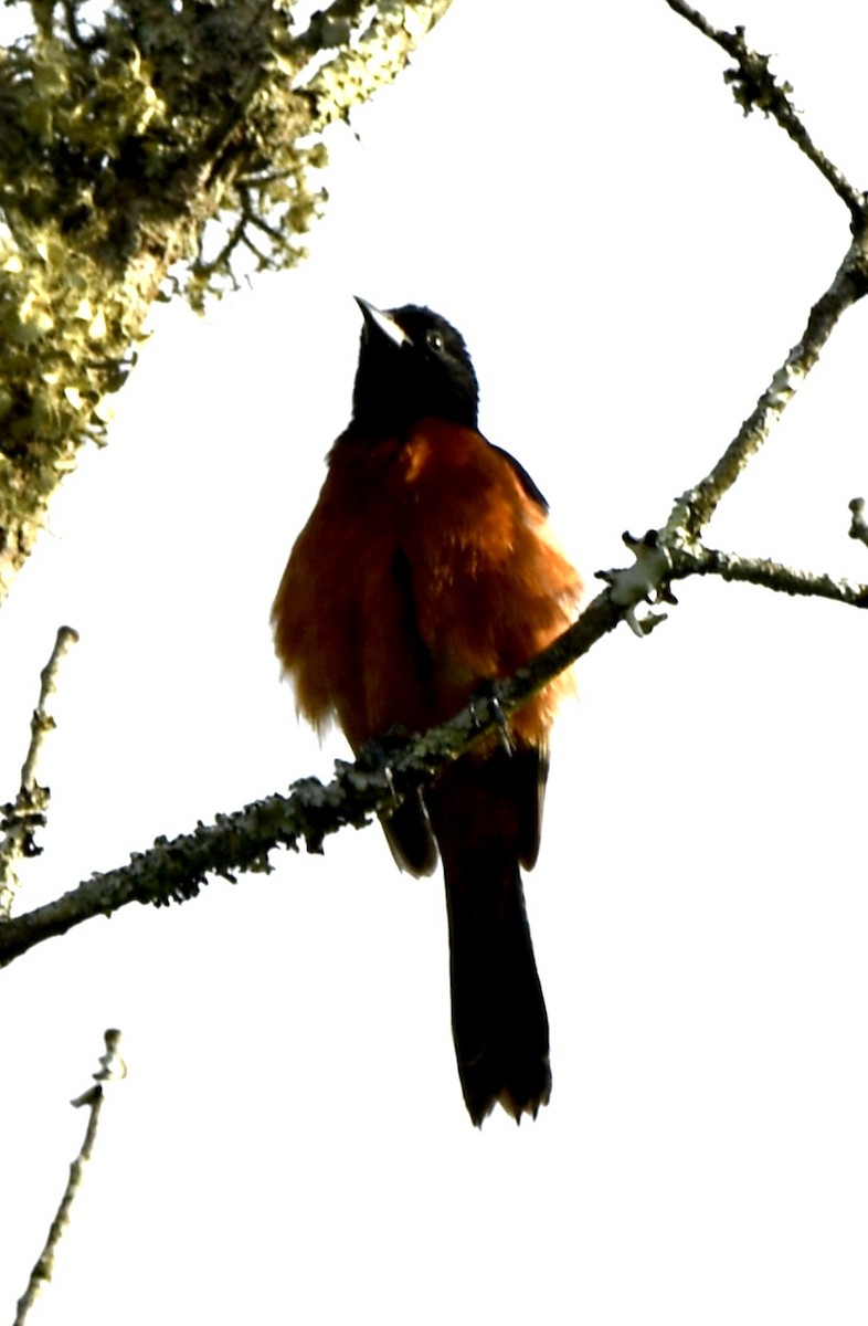 Orchard Oriole - ML617959764