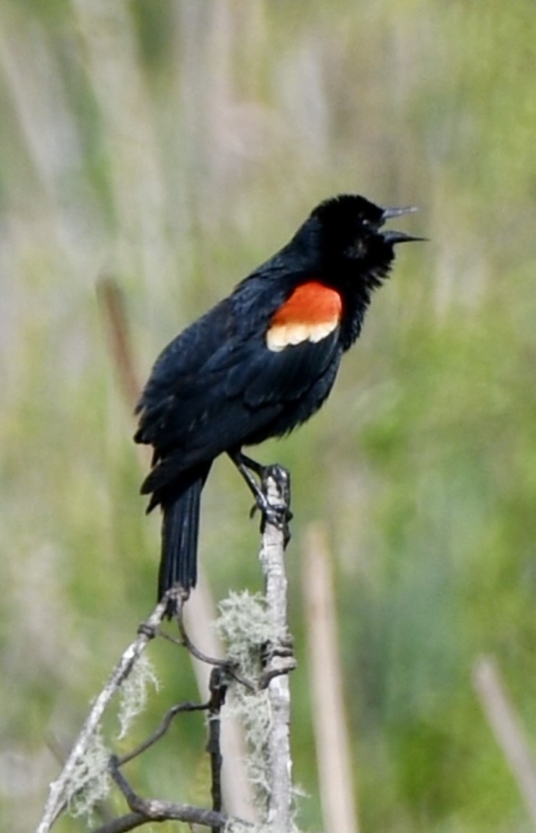 Red-winged Blackbird - ML617959771