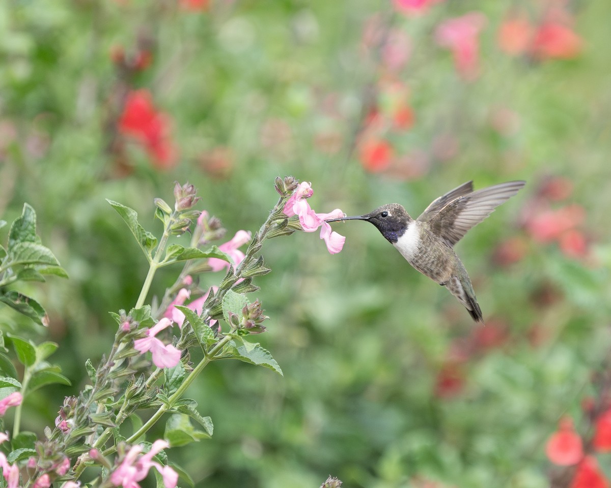 Black-chinned Hummingbird - ML617959790