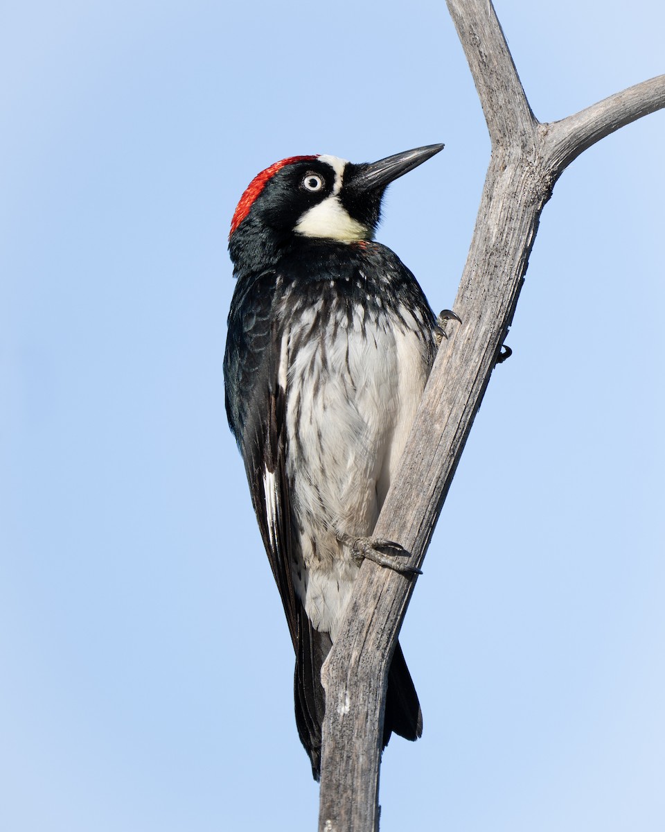 Acorn Woodpecker - ML617959798