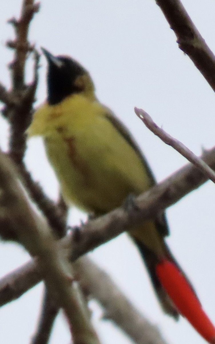 Orchard Oriole - ML617959809