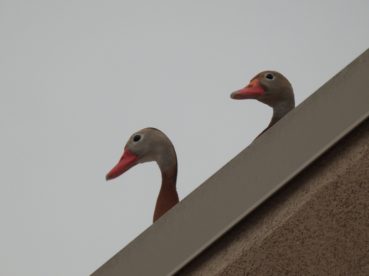 Black-bellied Whistling-Duck (fulgens) - ML617959844