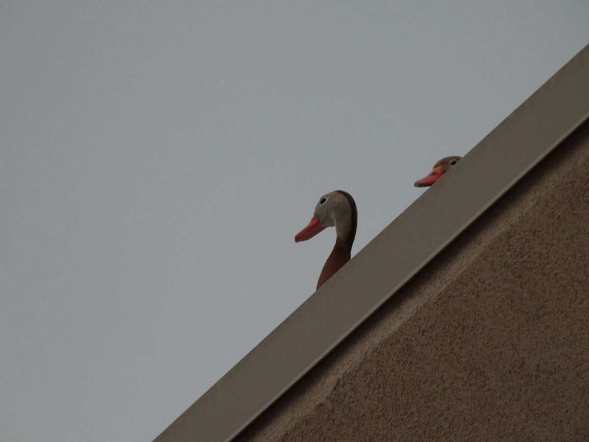 Black-bellied Whistling-Duck (fulgens) - ML617959845