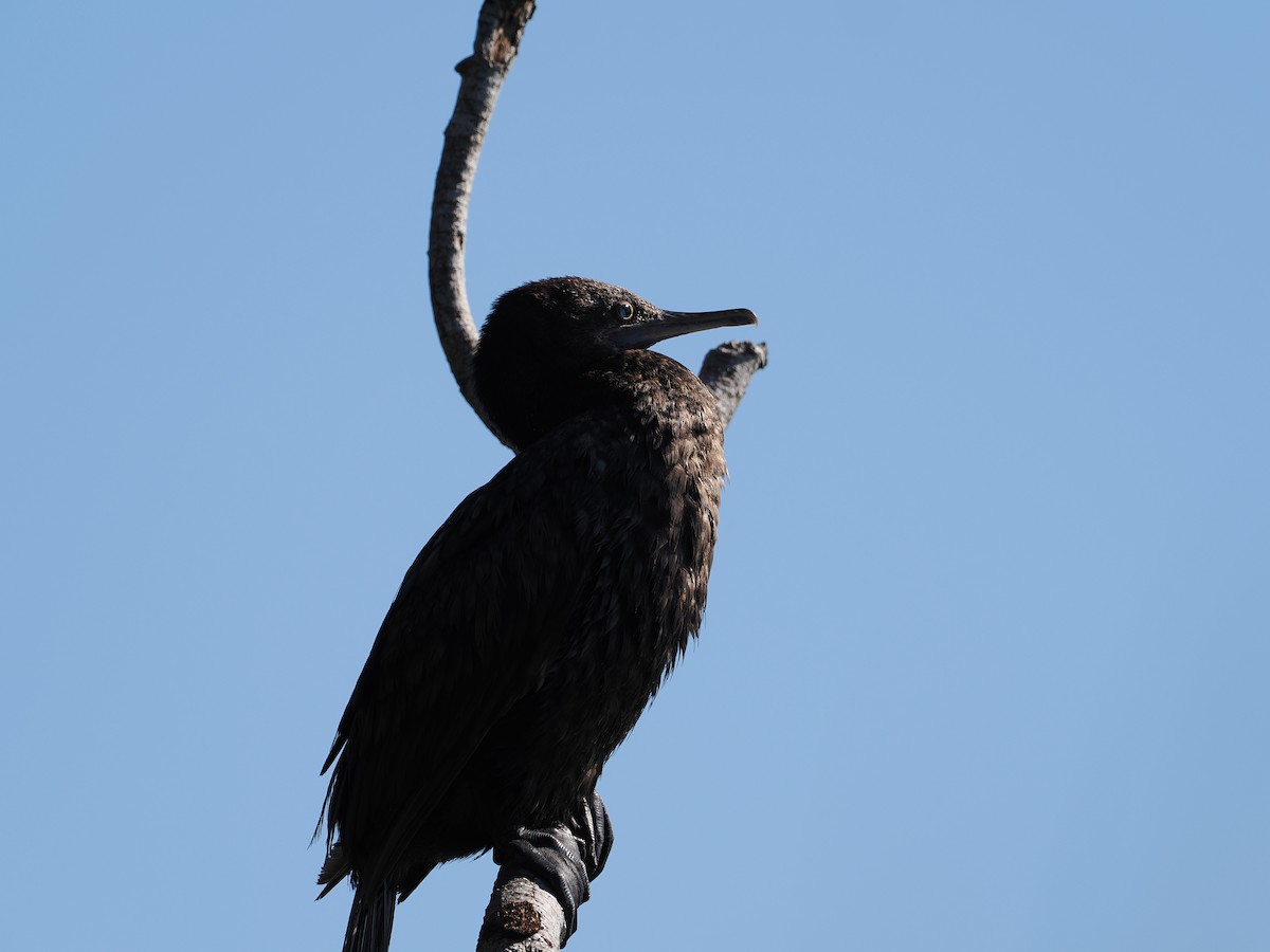 Little Black Cormorant - ML617959905
