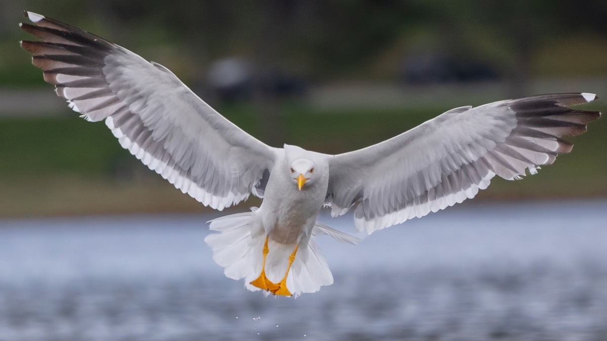 Yellow-footed Gull - chef Ito