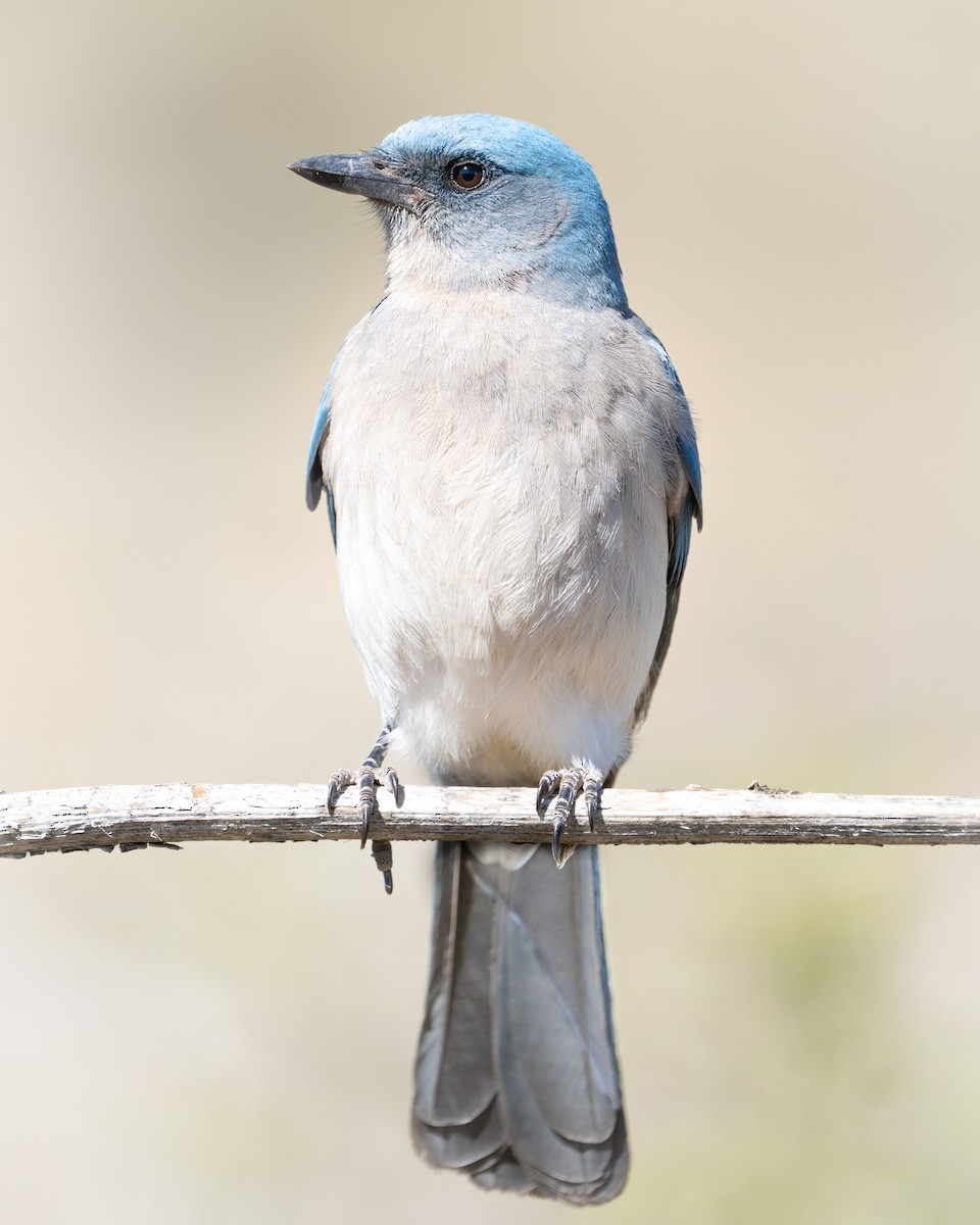 Mexican Jay - ML617959914
