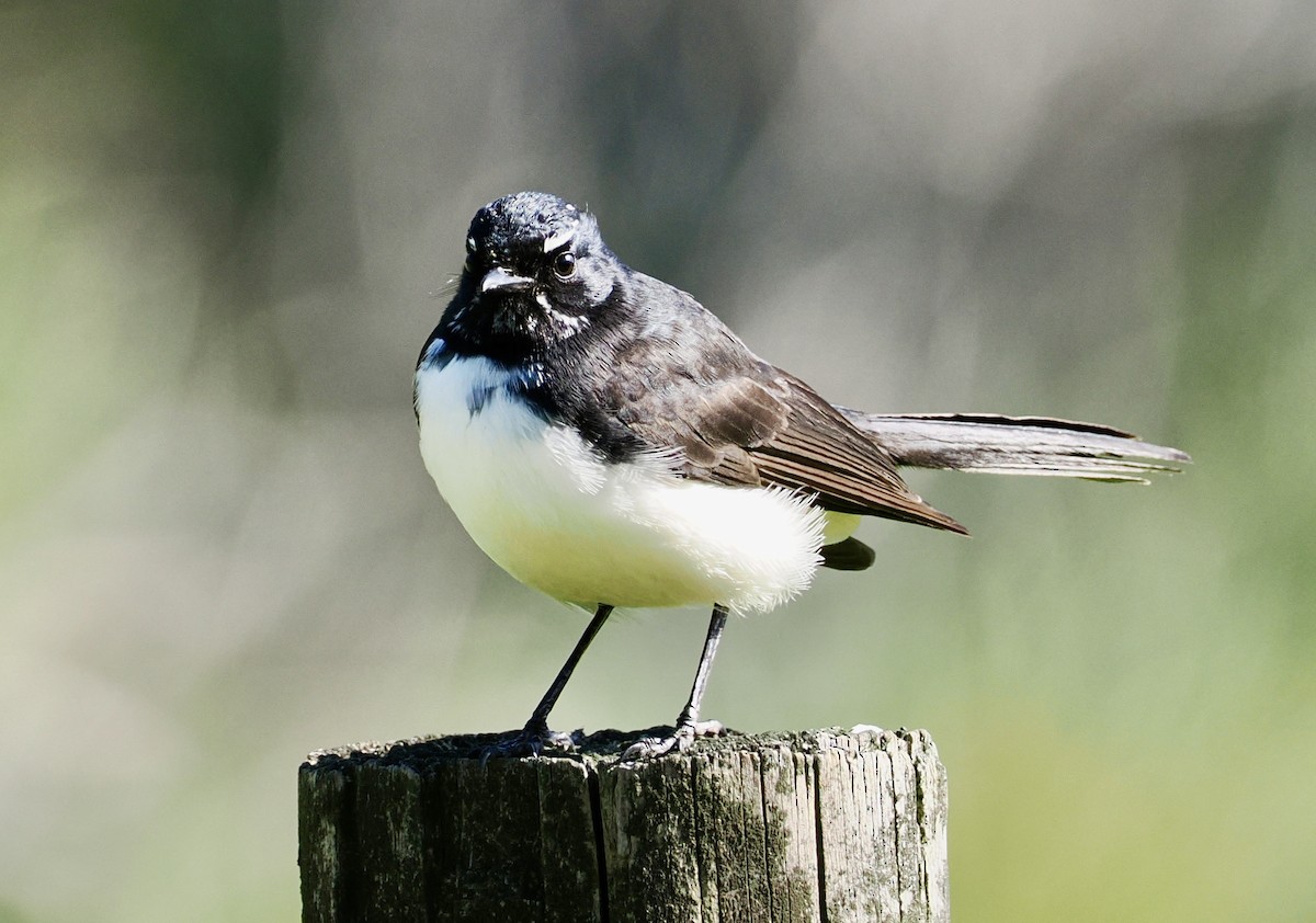 Willie-wagtail - ML617959953