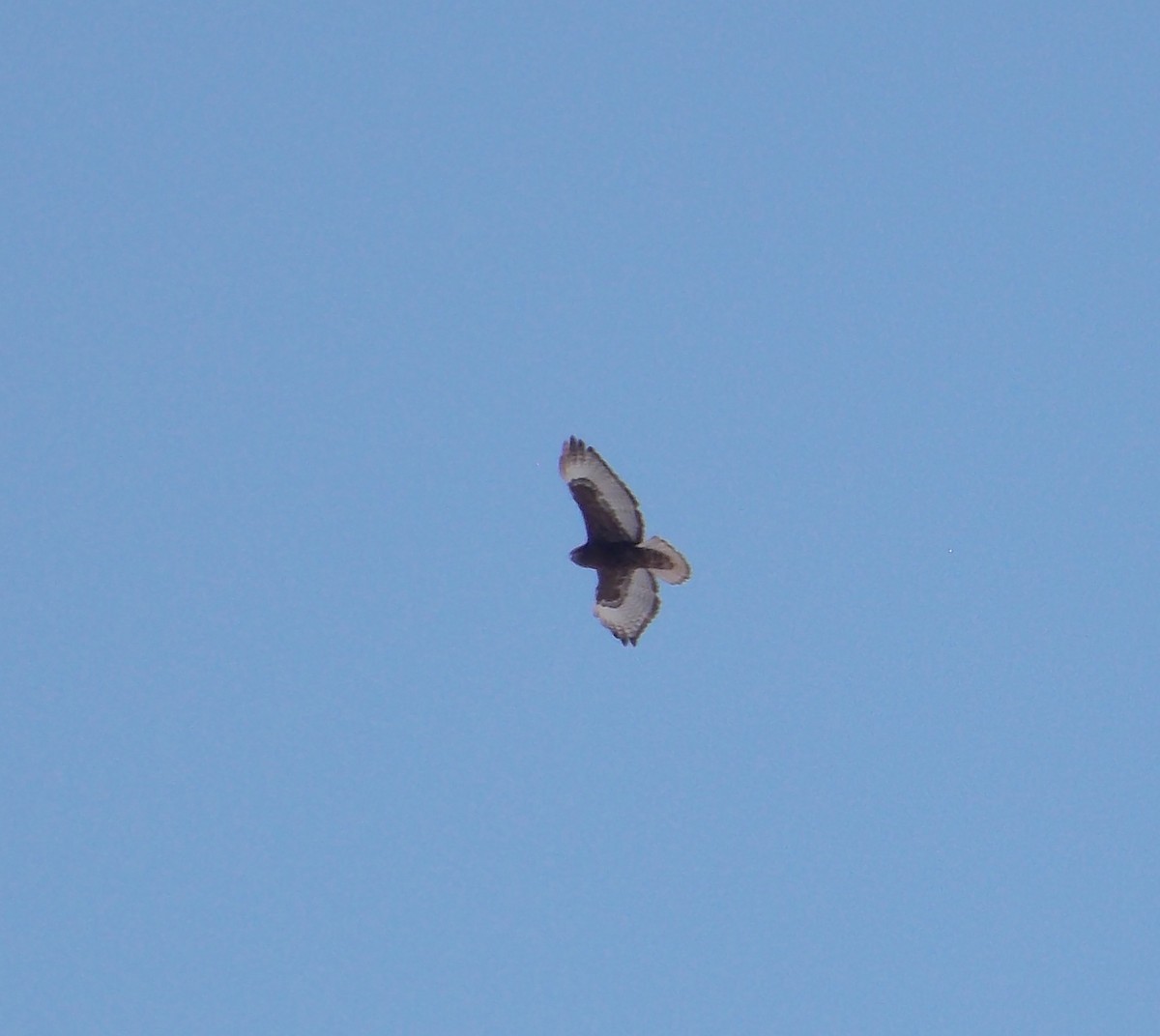 Red-tailed Hawk (Harlan's) - ML617959967
