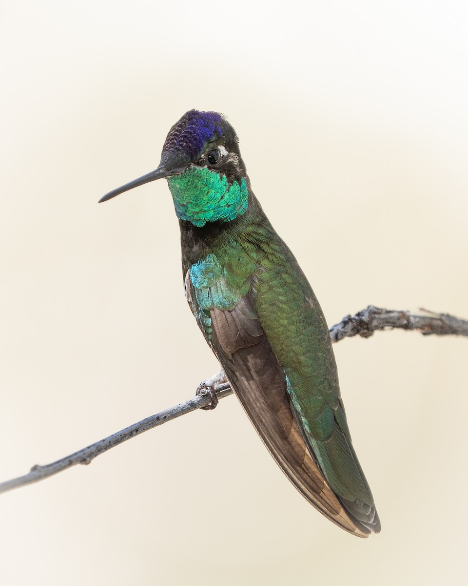 Rivoli's Hummingbird - ML617959982