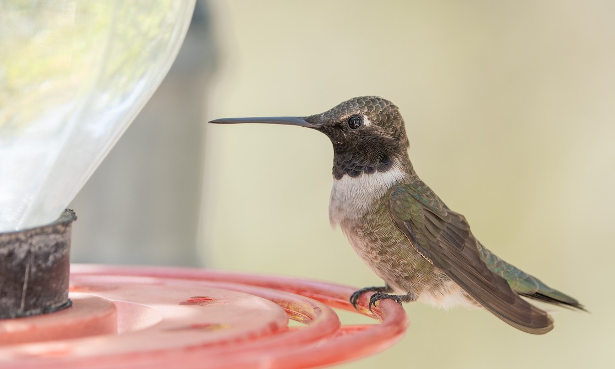 Black-chinned Hummingbird - ML617959983