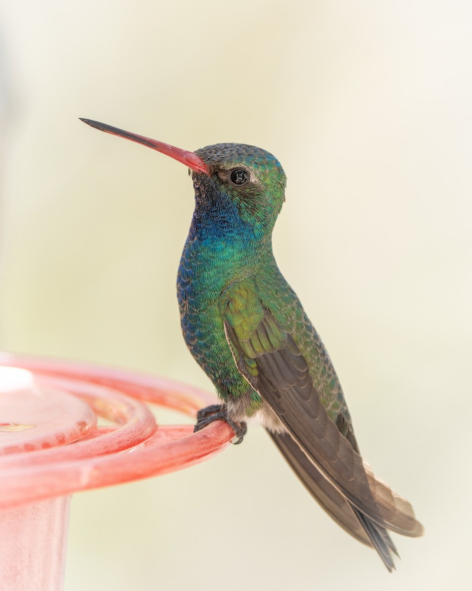 Broad-billed Hummingbird - Joshua Hogan