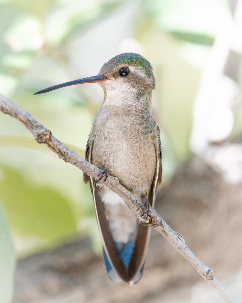 Broad-billed Hummingbird - ML617959992