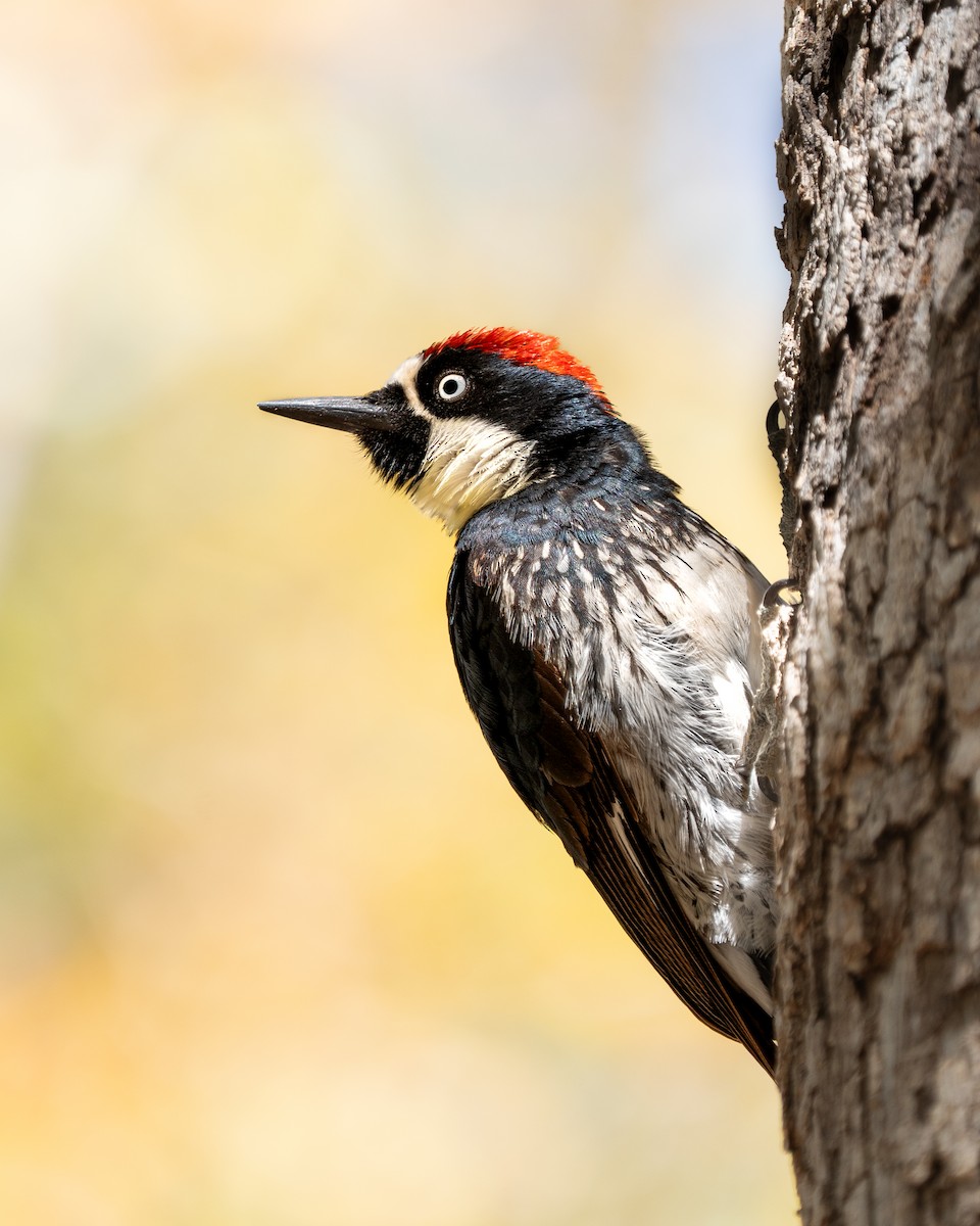 Acorn Woodpecker - ML617960018