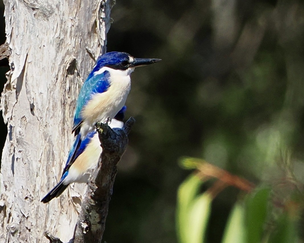 Forest Kingfisher - ML617960020