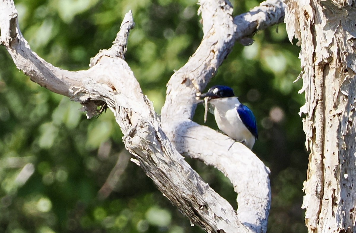 Forest Kingfisher - ML617960021