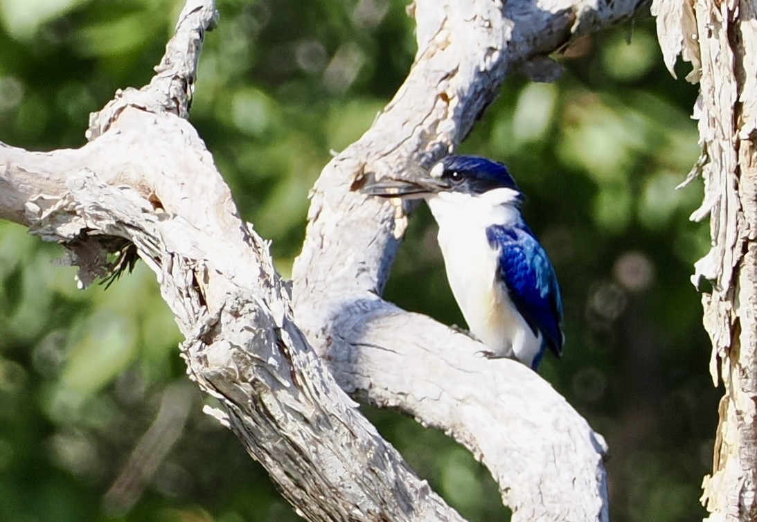 Forest Kingfisher - ML617960022