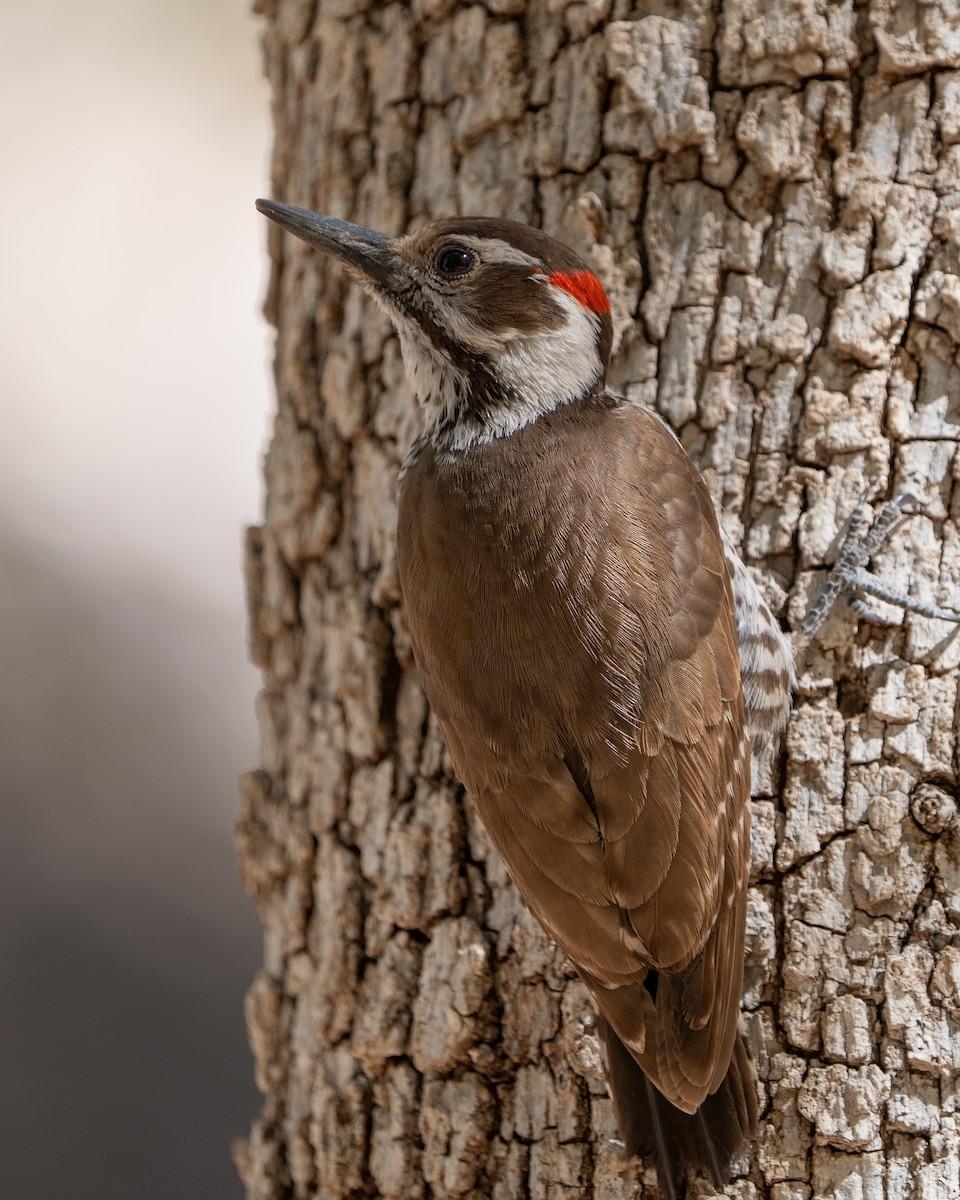 Arizona Woodpecker - ML617960025