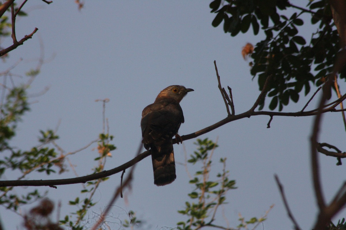 Common Hawk-Cuckoo - ML617960057