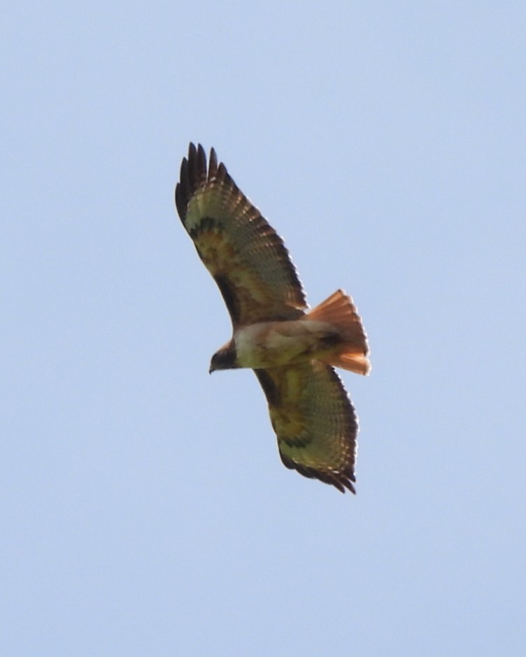 Red-tailed Hawk - ML617960098