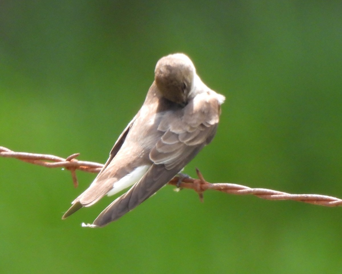 Northern Rough-winged Swallow - ML617960131
