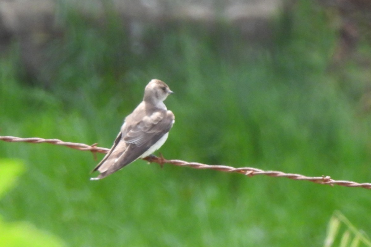 Northern Rough-winged Swallow - ML617960132