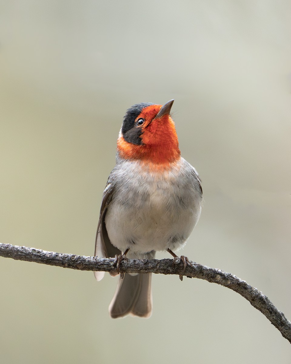 Red-faced Warbler - ML617960187