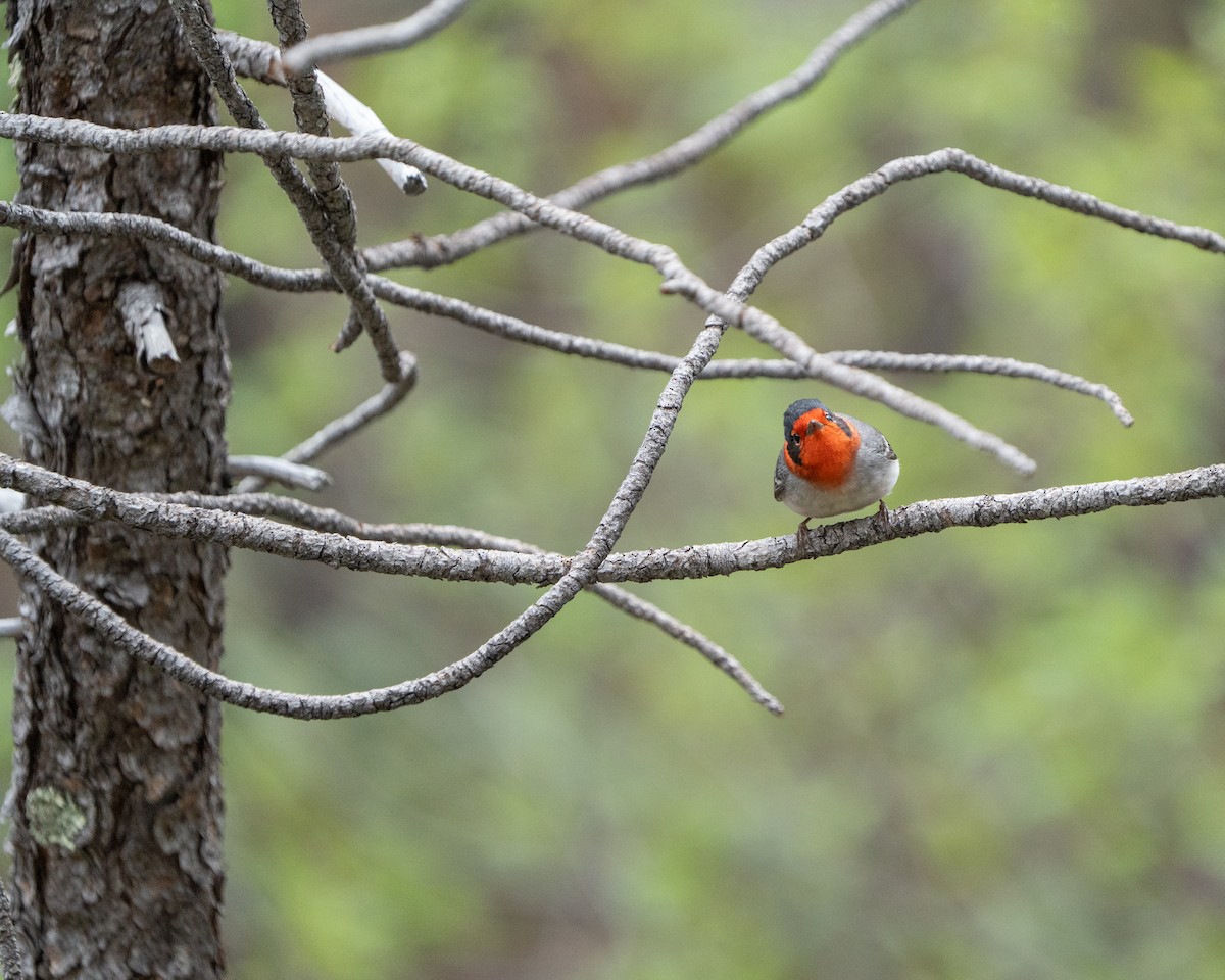 Red-faced Warbler - ML617960191